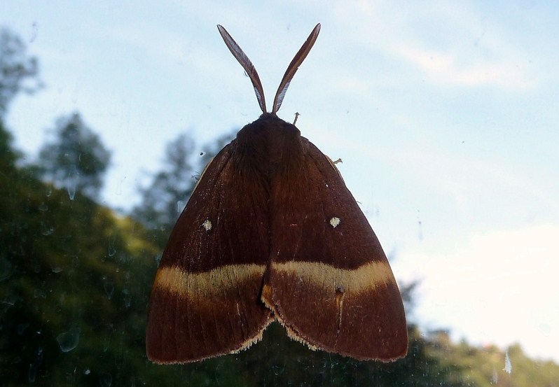 Femmina di Lasiocampa quercus